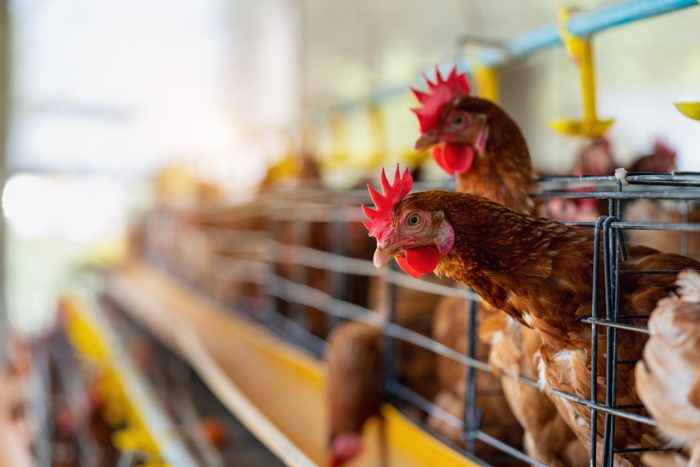Aves de postura em galpão
