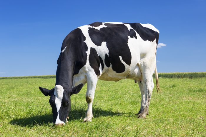 Vaca leiteira em pasto