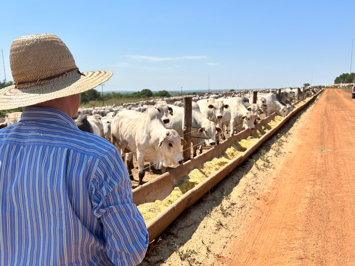 Produtor observando bovinos se alimentando no cocho em confinamento